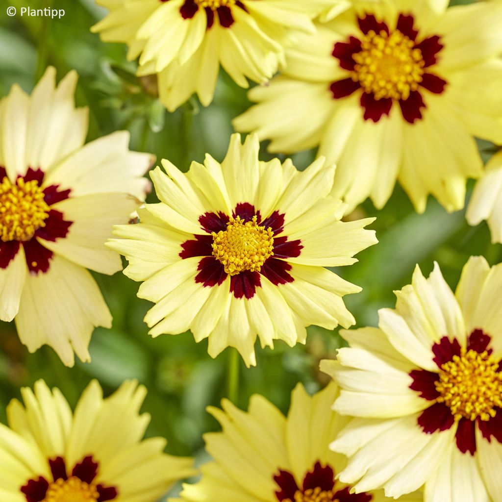 Großblumige Mädchenauge Solar Moon - Coreopsis grandiflora