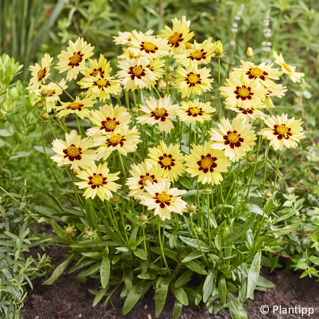 Großblumige Mädchenauge Solar Moon - Coreopsis grandiflora