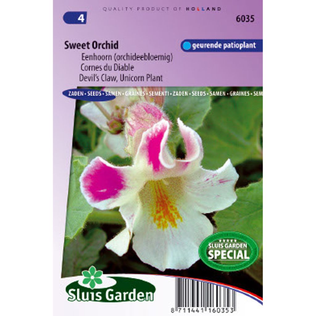 Proboscidea louisianica (Samen) - Gewöhnliche Teufelklaue