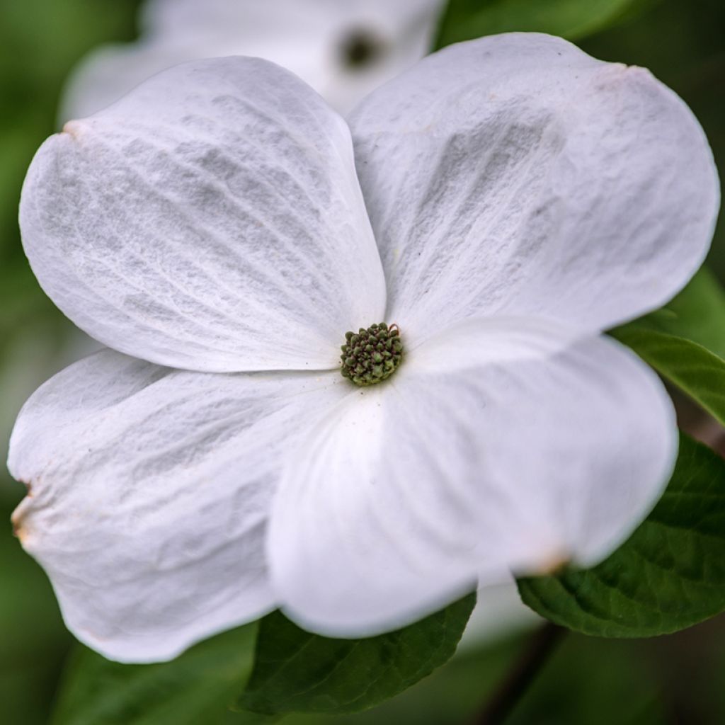 Blüten-Hartriegel Eddie's White Wonder - Cornus