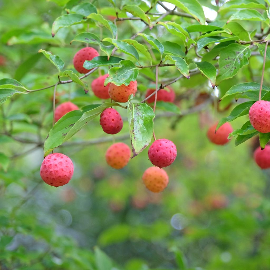 Japanischer Blumen-Hartriegel Norman Hadden - Cornus kousa