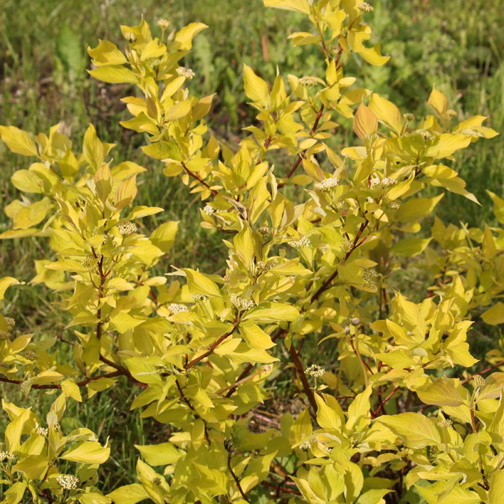 Cornus alba Aurea - Tatarischer Hartriegel