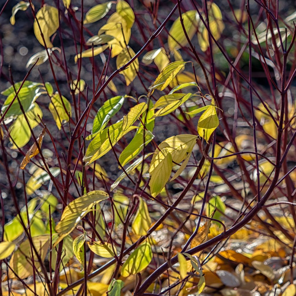 Cornus alba Aurea - Tatarischer Hartriegel