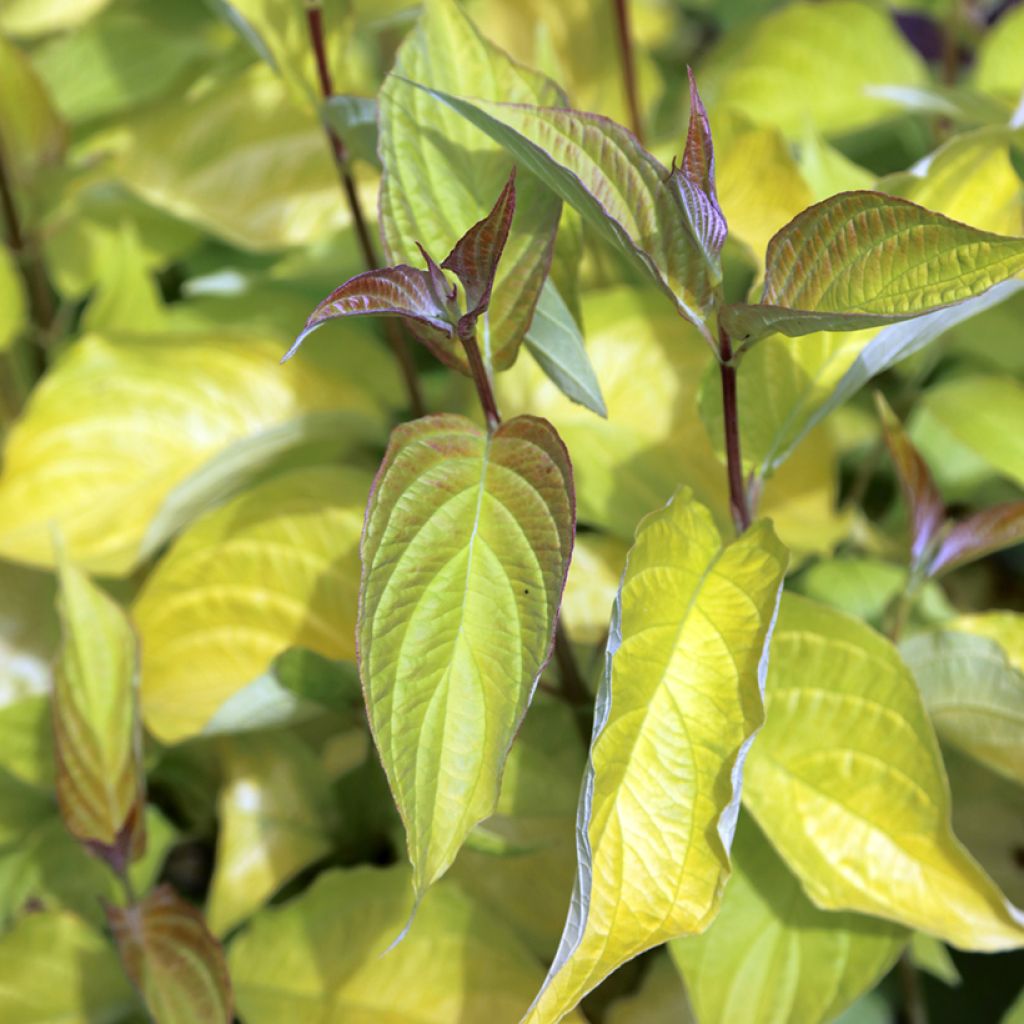 Cornus alba Aurea - Tatarischer Hartriegel