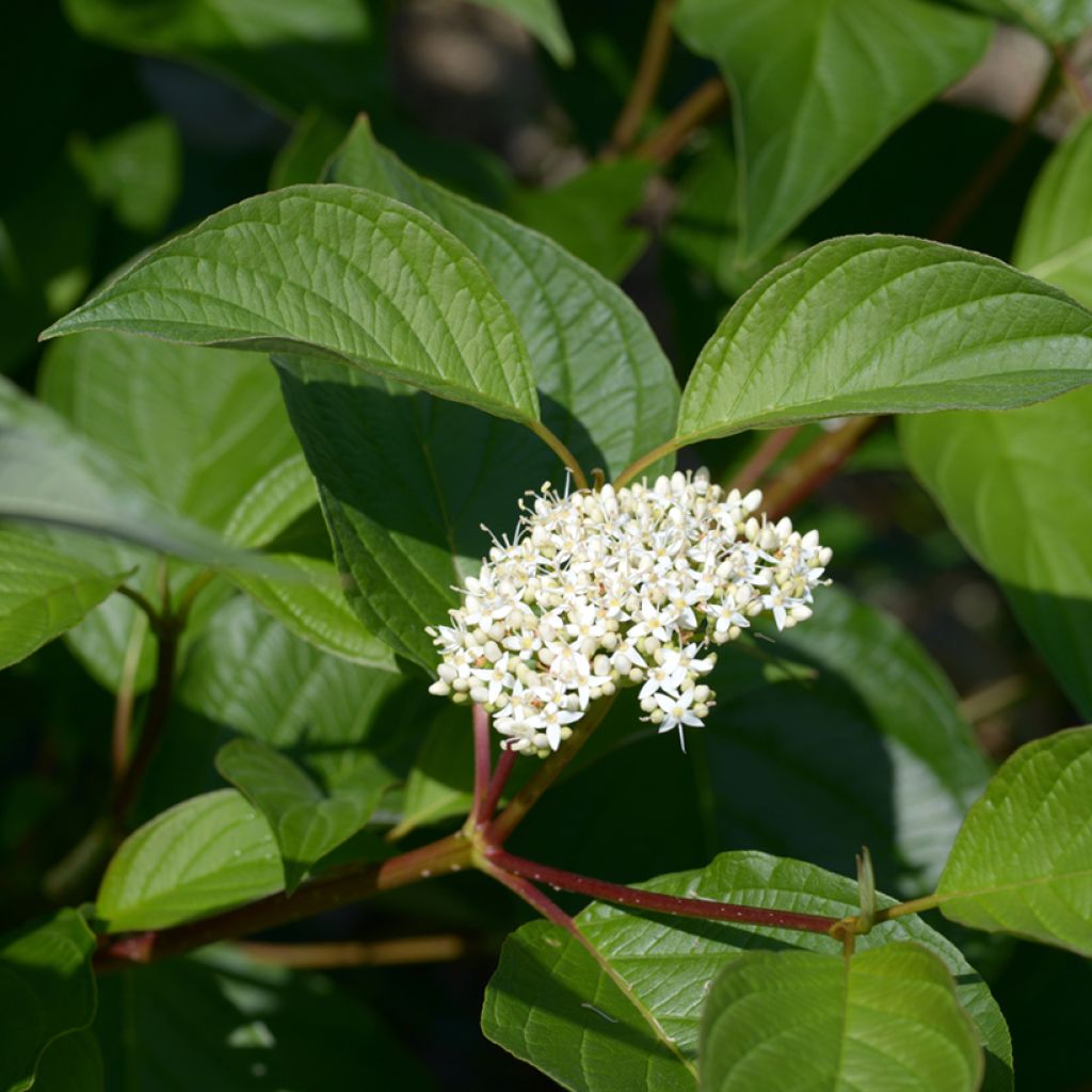 Cornus alba - Weißer Hartriegel