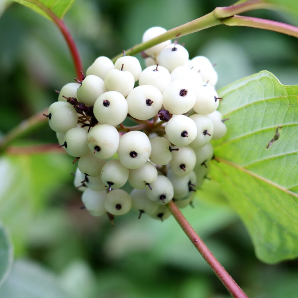 Cornus alba - Weißer Hartriegel