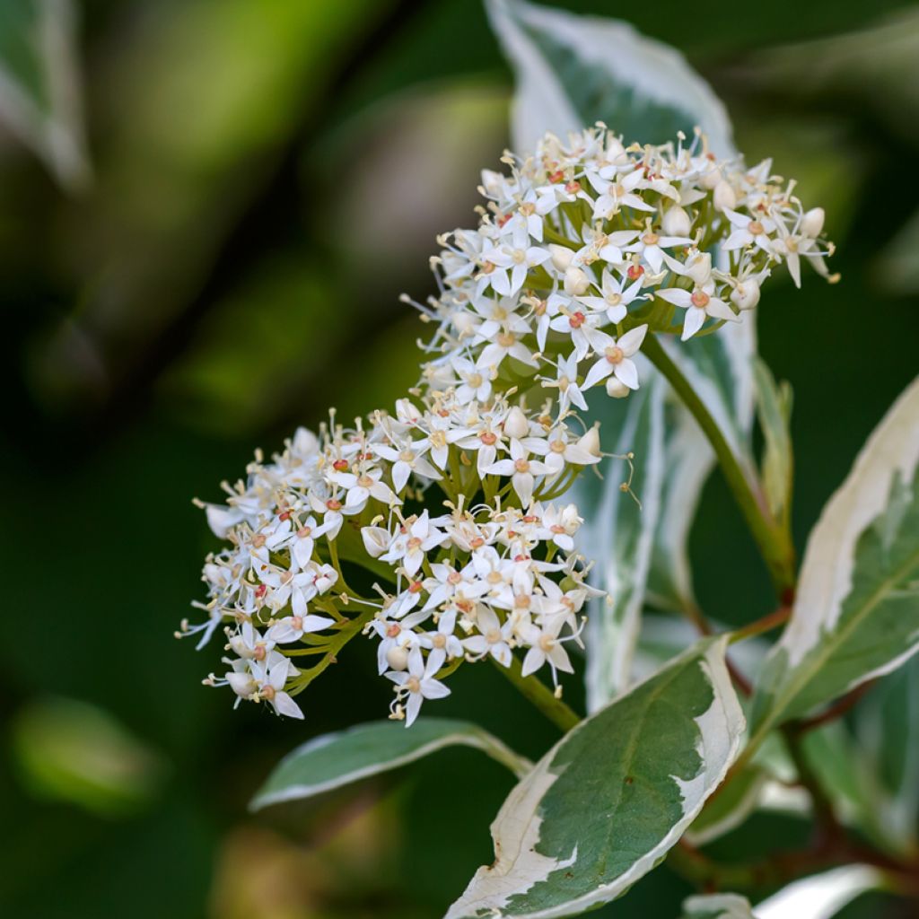 Cornus alba Elegantissima - Tatarischer Hartriegel