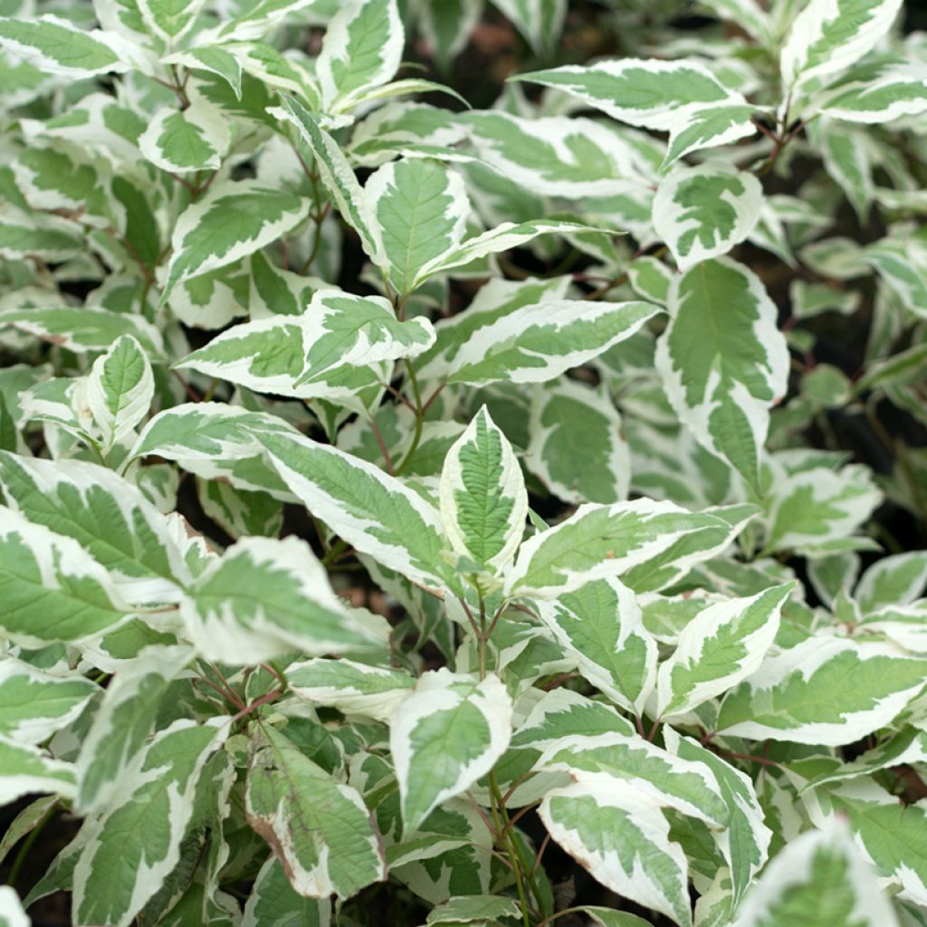 Cornus alba Elegantissima - Tatarischer Hartriegel