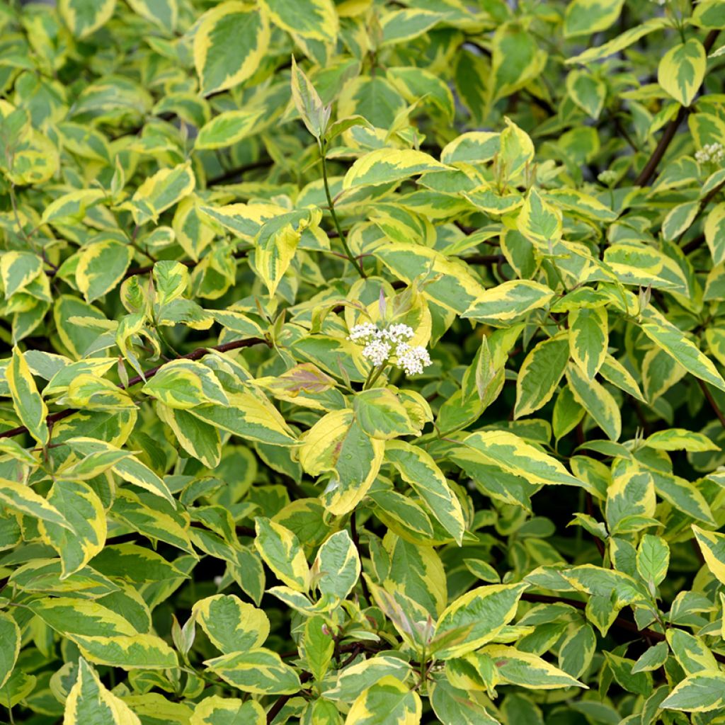Cornus alba Gouchaultii - Tatarischer Hartriegel