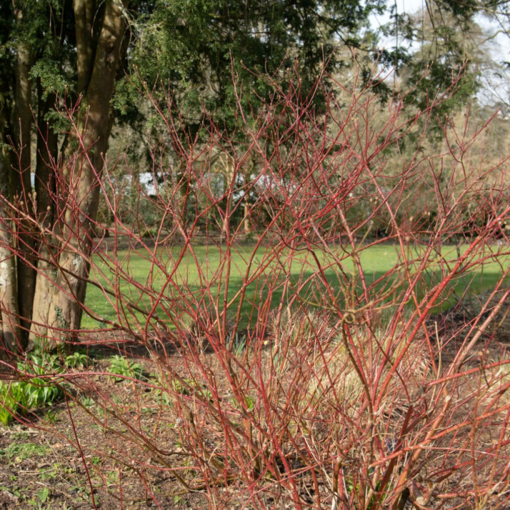Cornus alba Gouchaultii - Tatarischer Hartriegel