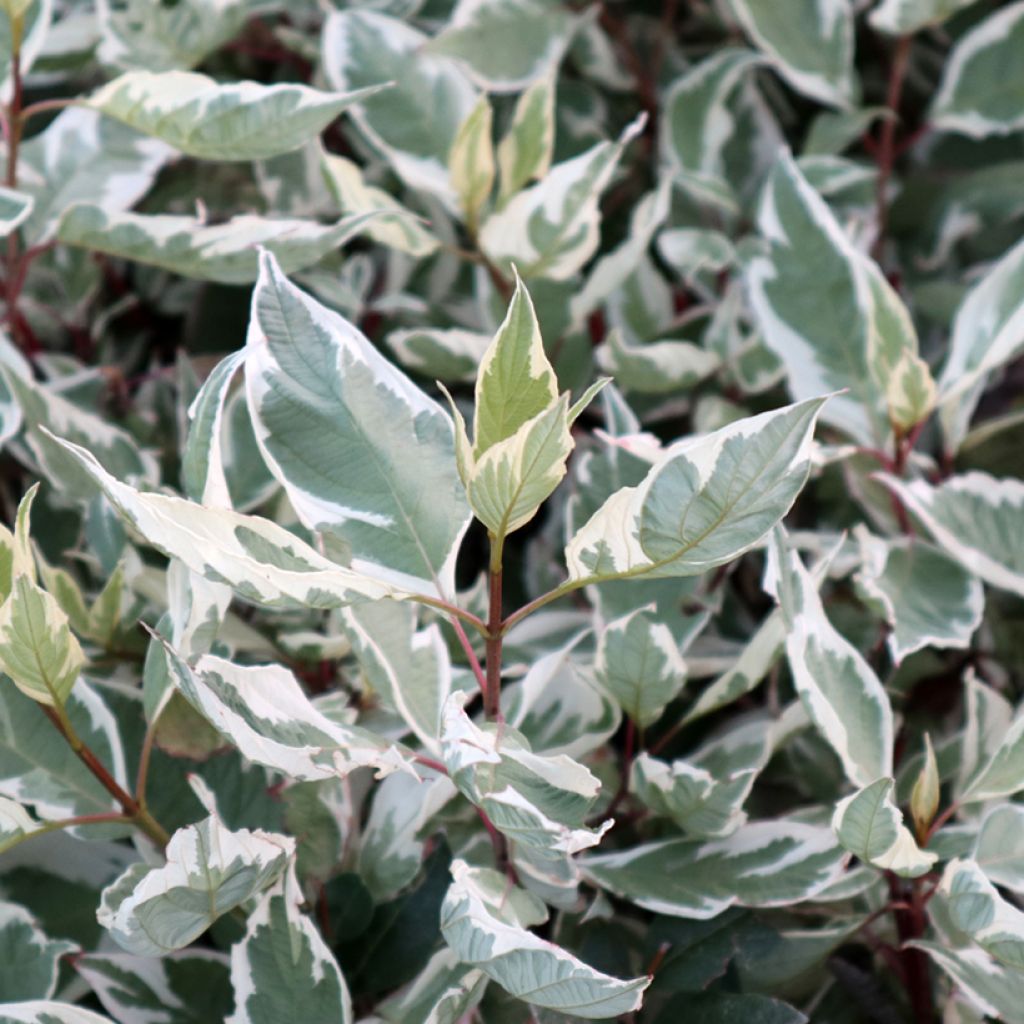 Cornus alba Ivory Halo - Tatarischer Hartriegel