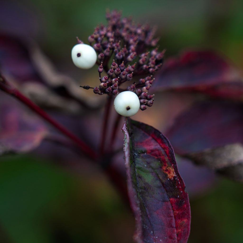 Cornus alba Siberian Pearls - Tatarischer Hartriegel