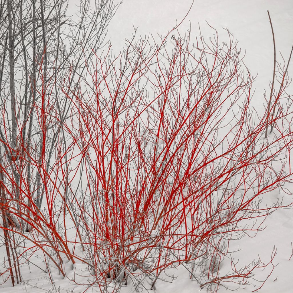 Cornus alba Sibirica - Tatarischer Hartriegel