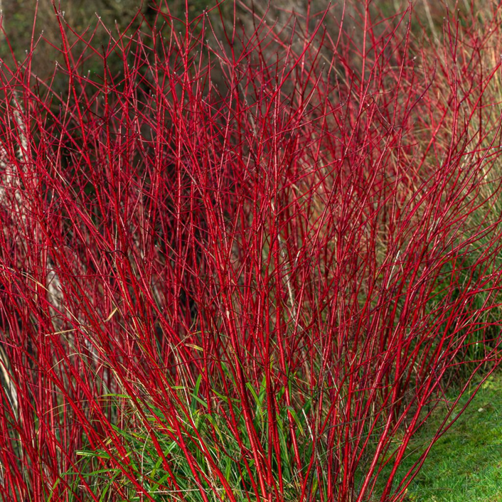 Cornus alba Sibirica - Tatarischer Hartriegel