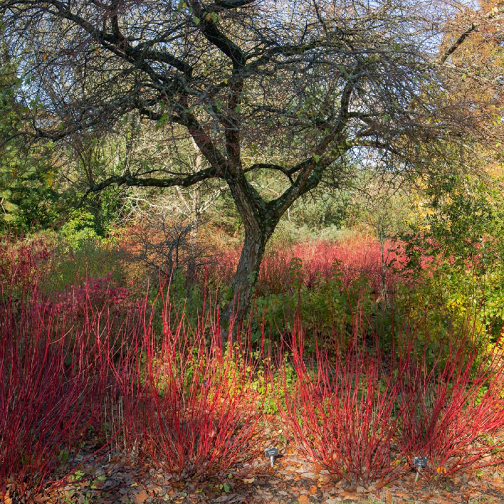 Cornus alba Sibirica - Tatarischer Hartriegel