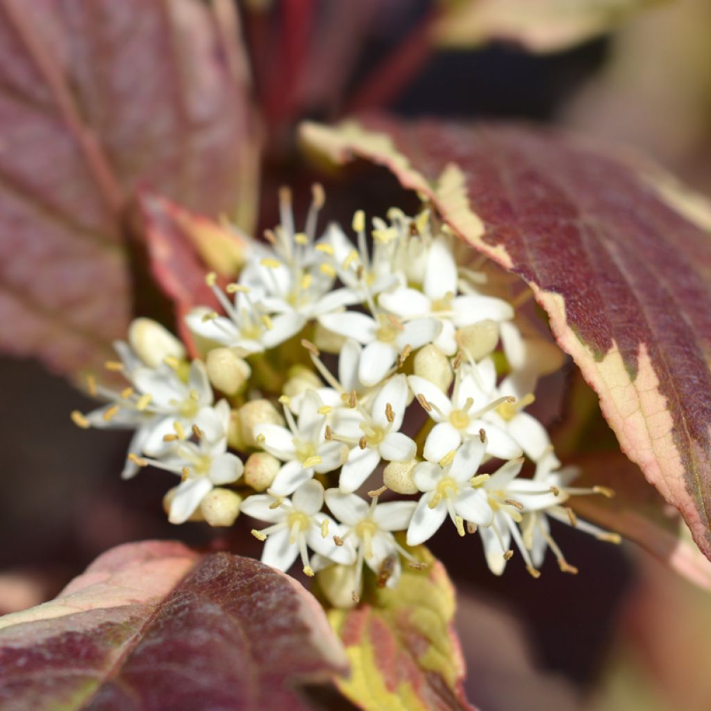 Cornus alba Sibirica Variegata - Tatarischer Hartriegel