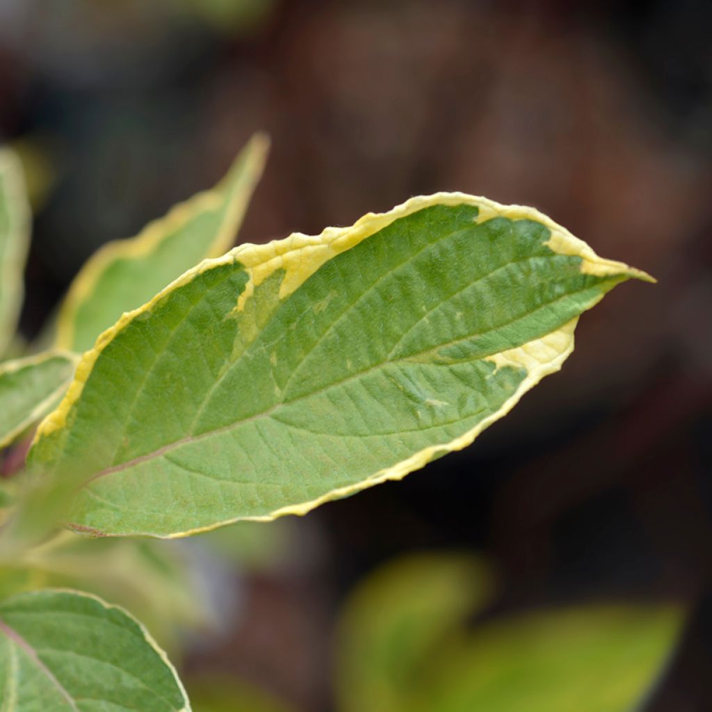Cornus alba Spaethii - Tatarischer Hartriegel