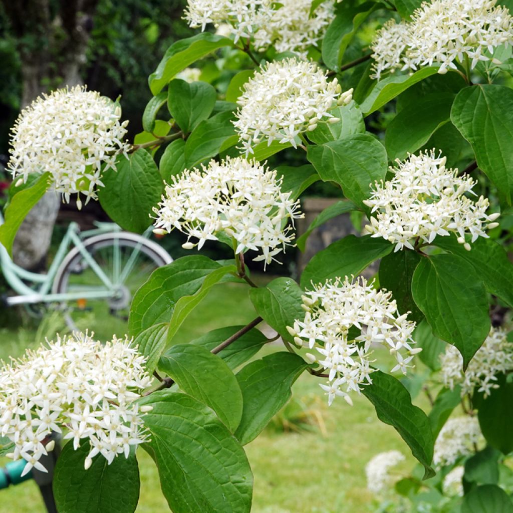 Cornus alternifolia - Wechselblättriger Hartriegel