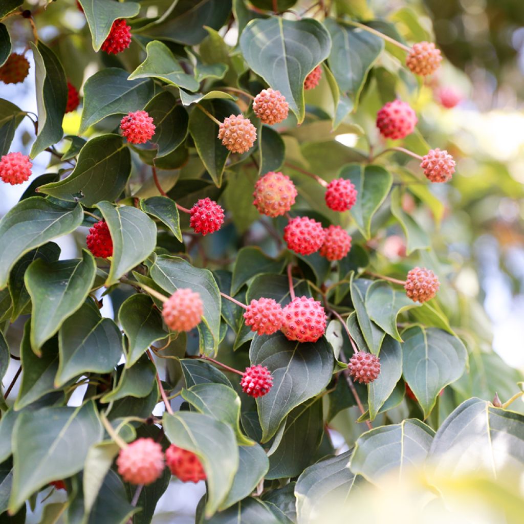 Cornus capitata - Benthams Hartriegel
