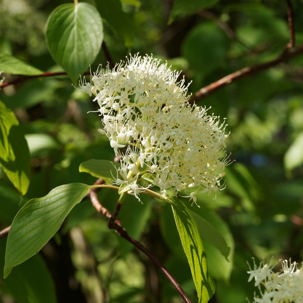 Benthams Hartriegel Pagoda - Cornus controversa