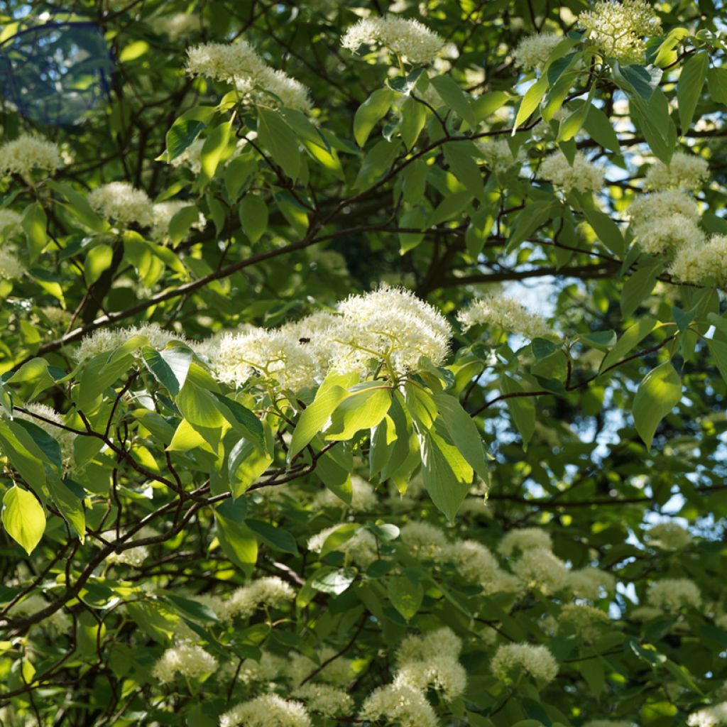 Benthams Hartriegel Pagoda - Cornus controversa