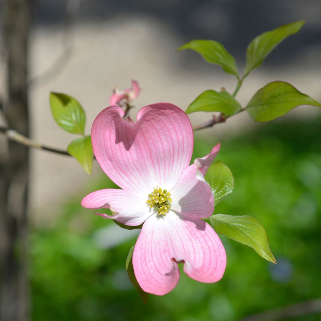 Amerikanischer Blumen-Hartriegel Cherokee Chief - Cornus florida