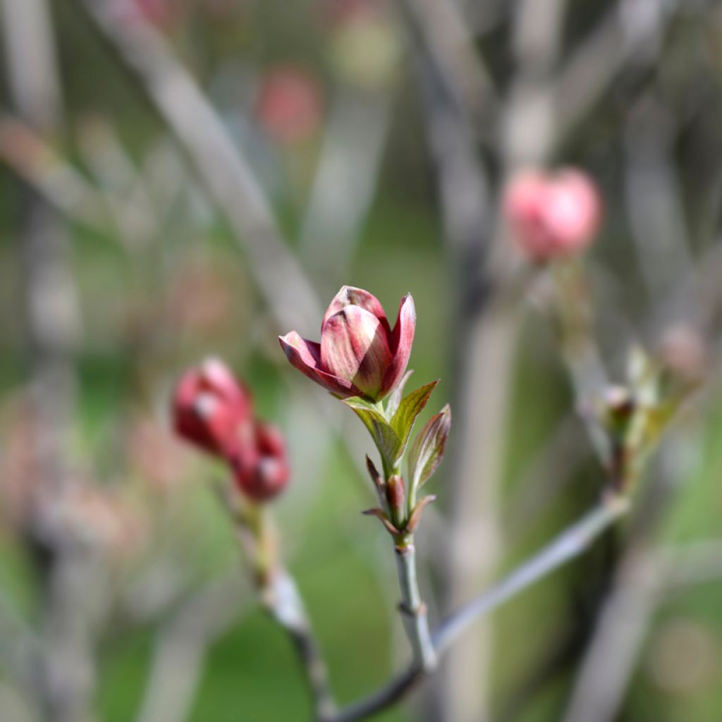 Amerikanischer Blumen-Hartriegel Cherokee Chief - Cornus florida