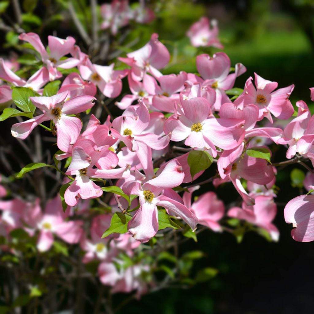 Amerikanischer Blumen-Hartriegel Cherokee Chief - Cornus florida