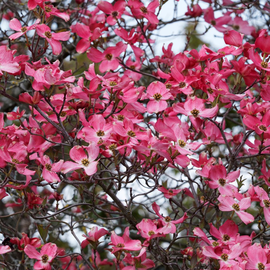 Amerikanischer Blumen-Hartriegel Cherokee Sunset - Cornus florida