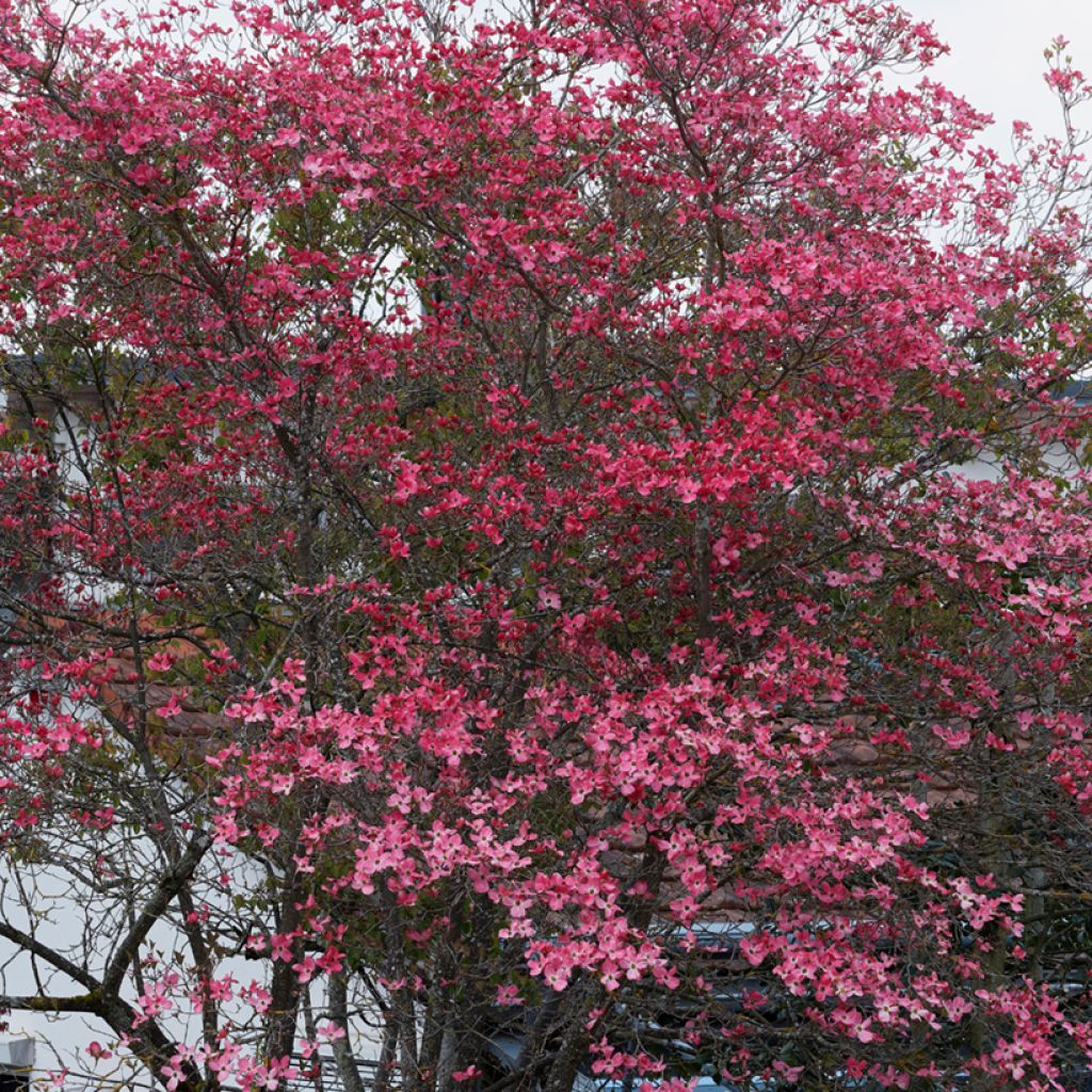 Amerikanischer Blumen-Hartriegel Cherokee Sunset - Cornus florida