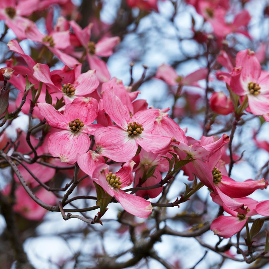 Amerikanischer Blumen-Hartriegel Cherokee Sunset - Cornus florida