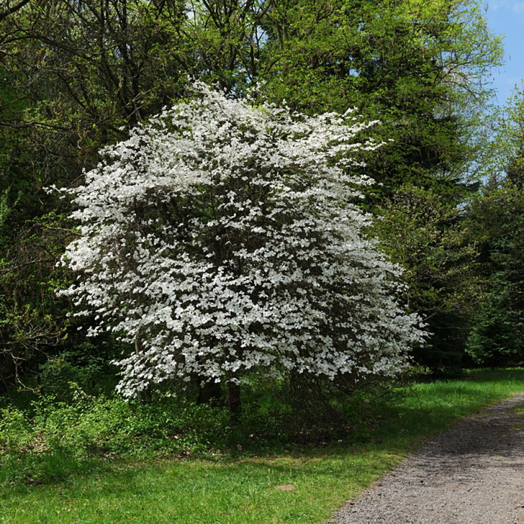 Amerikanischer Blumen-Hartriegel - Cornus florida