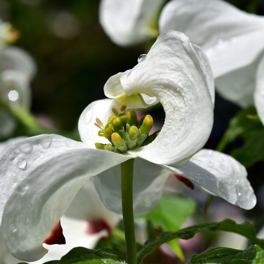 Amerikanischer Blumen-Hartriegel - Cornus florida