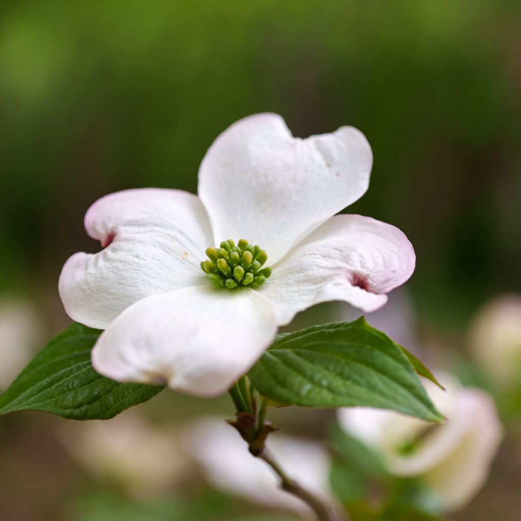 Amerikanischer Blumen-Hartriegel - Cornus florida