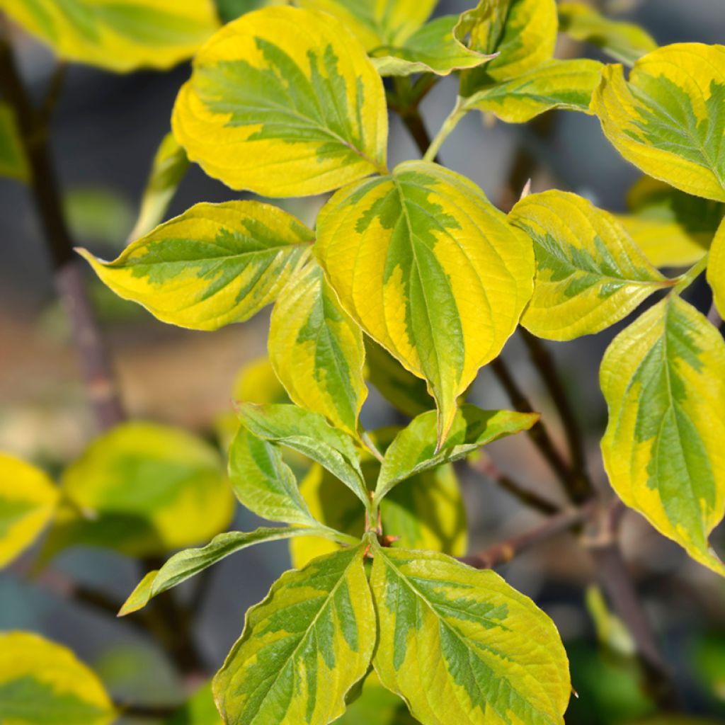 Amerikanischer Blumen-Hartriegel Rainbow - Cornus florida