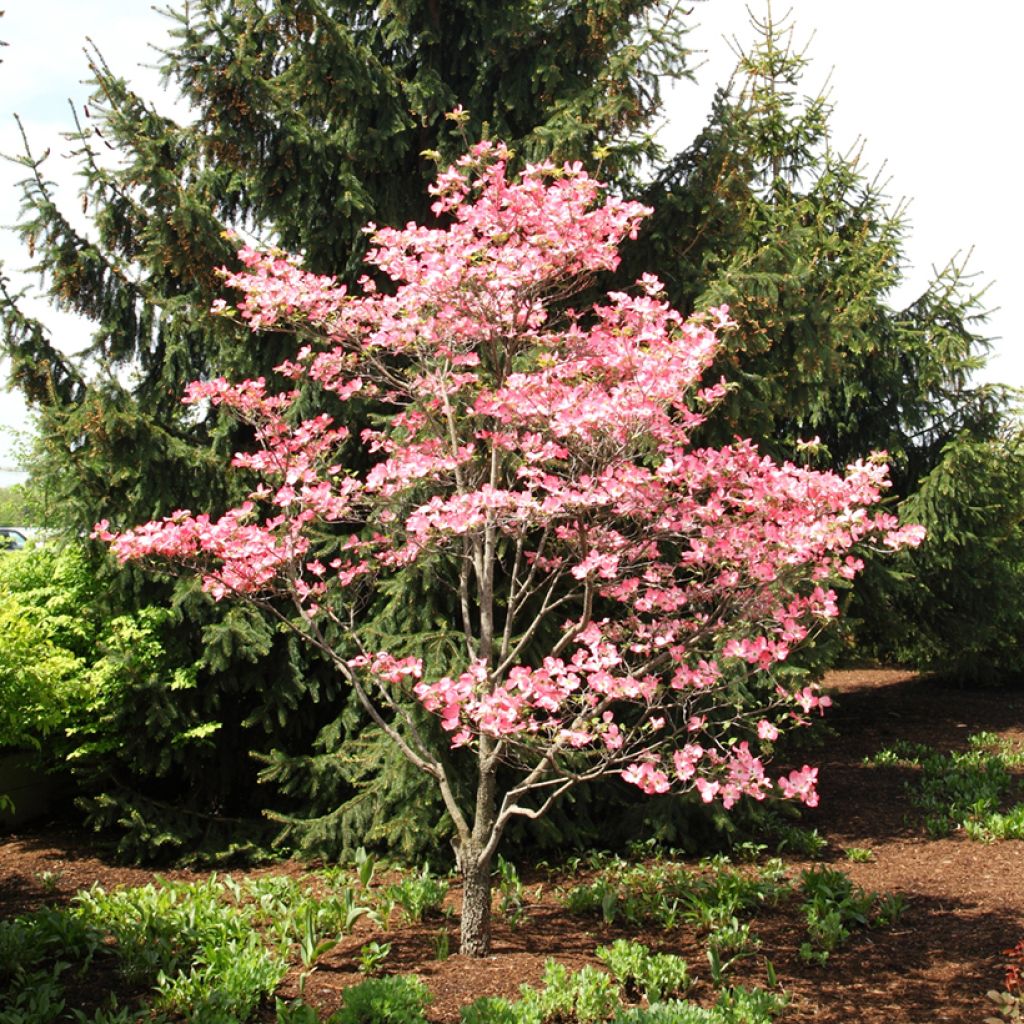Amerikanischer Blumen-Hartriegel Rubra - Cornus florida