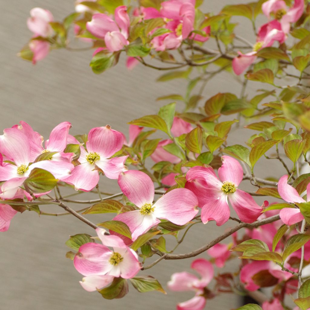 Amerikanischer Blumen-Hartriegel Rubra - Cornus florida