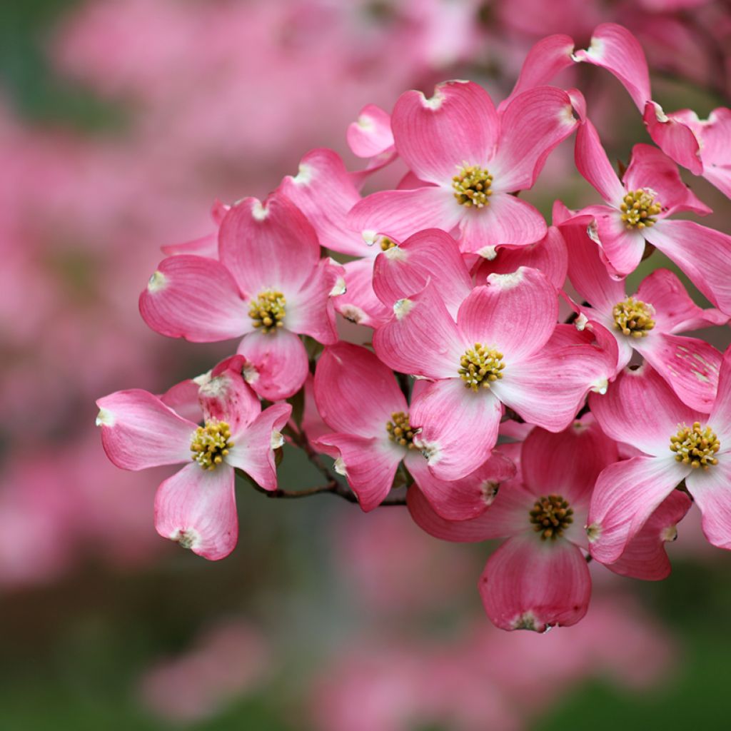 Amerikanischer Blumen-Hartriegel Rubra - Cornus florida