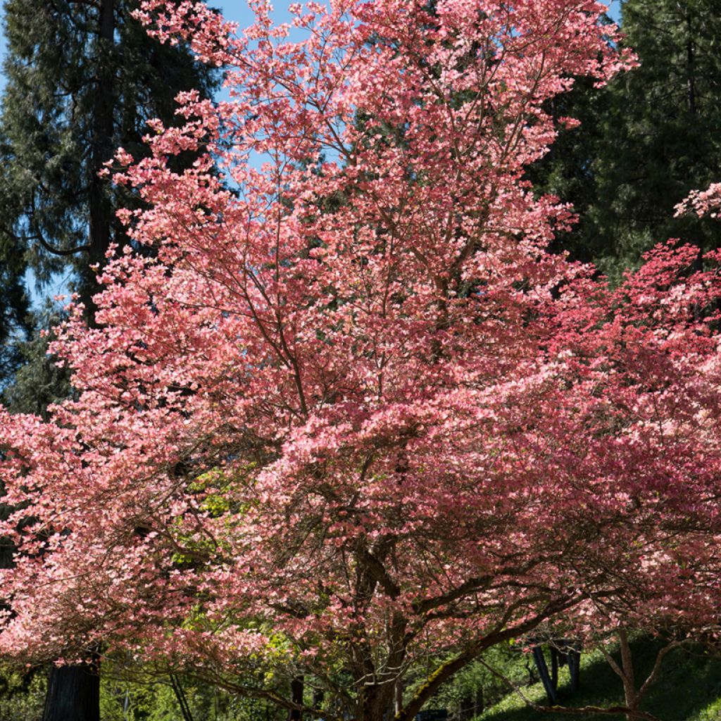 Amerikanischer Blumen-Hartriegel Rubra - Cornus florida