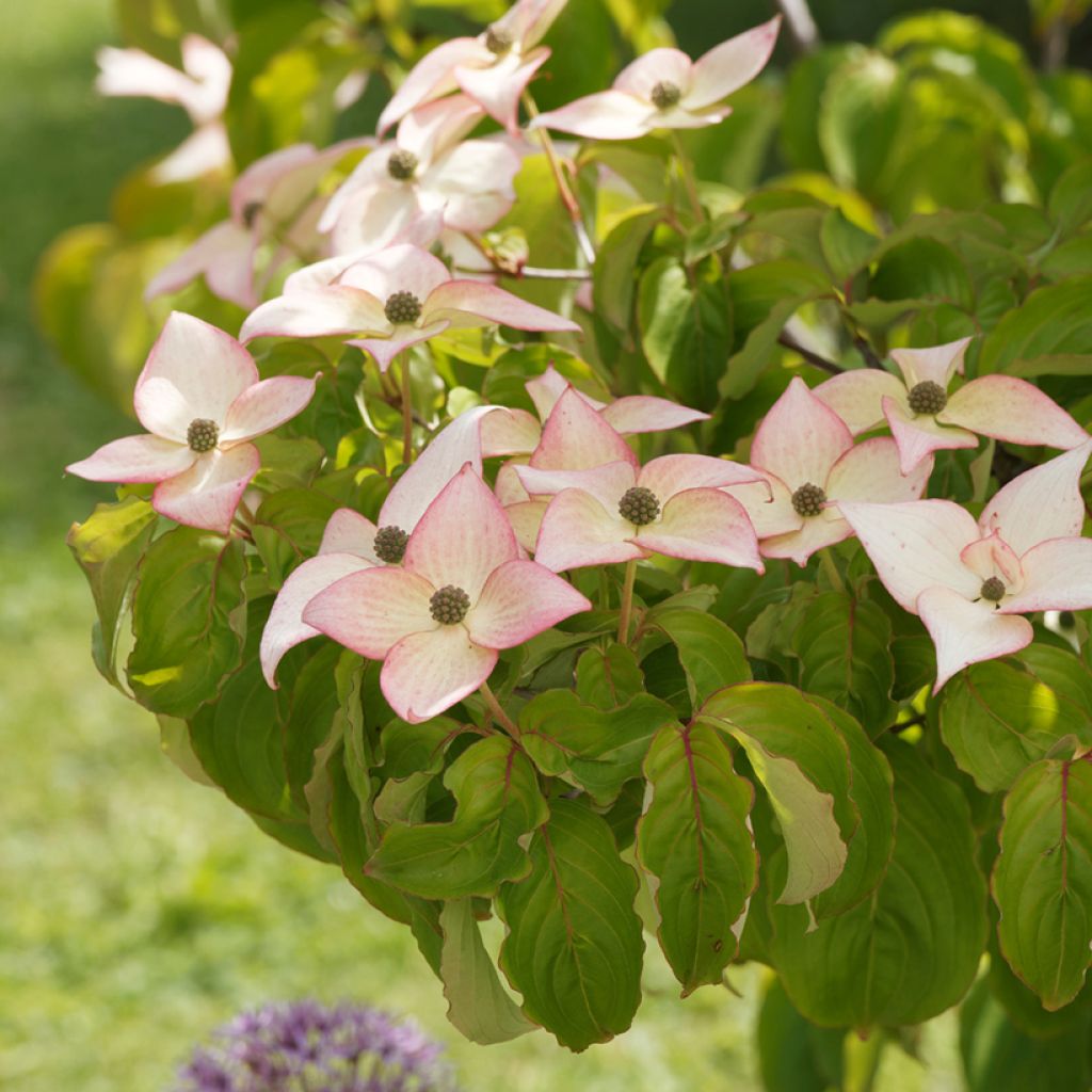 Japanischer Blumen-Hartriegel Beni-fuji - Cornus kousa