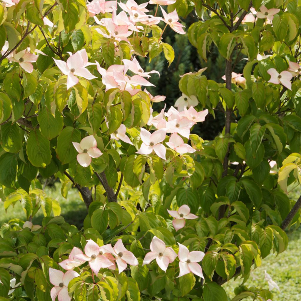 Japanischer Blumen-Hartriegel Beni-fuji - Cornus kousa
