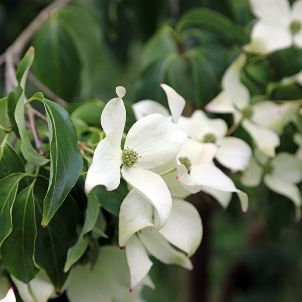 Japanischer Blumen-Hartriegel Blue Shadow - Cornus kousa
