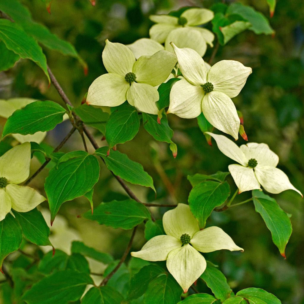 Japanischer Blumen-Hartriegel China Girl - Cornus kousa
