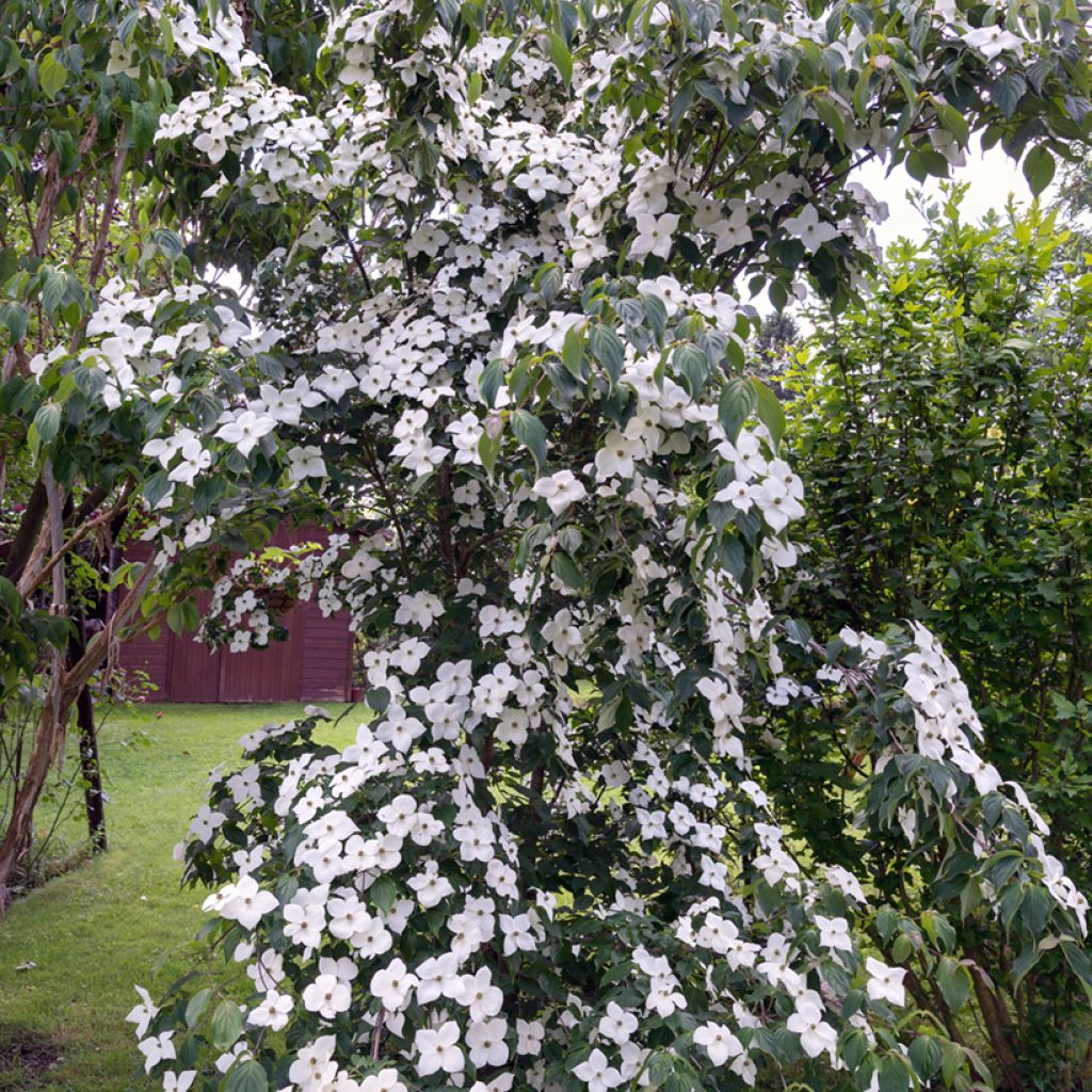Japanischer Blumen-Hartriegel Chinensis - Cornus kousa