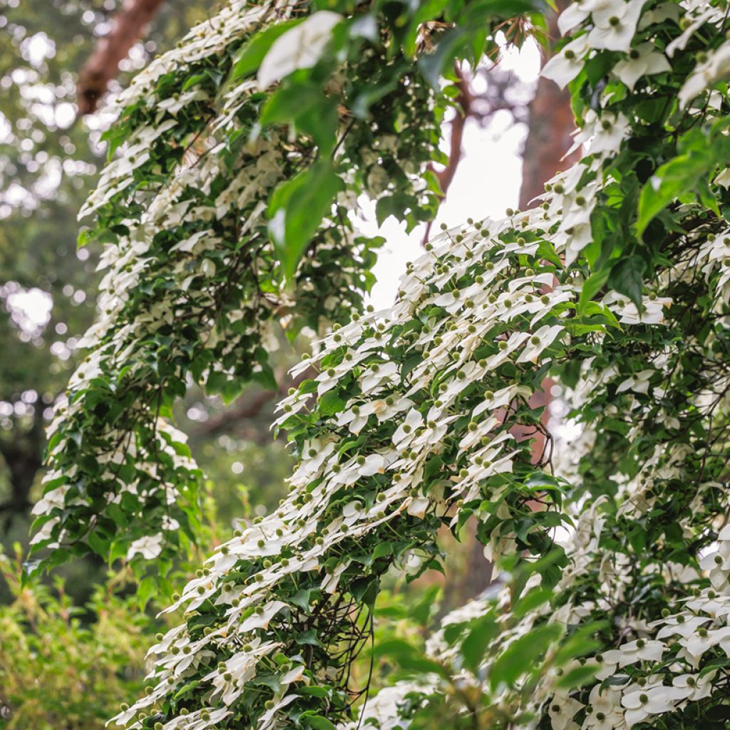 Japanischer Blumen-Hartriegel - Cornus kousa
