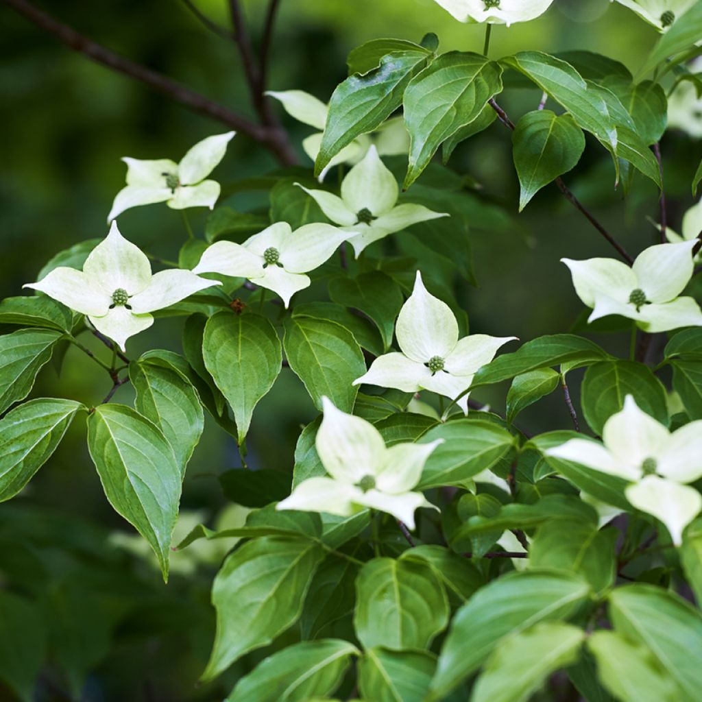 Japanischer Blumen-Hartriegel - Cornus kousa