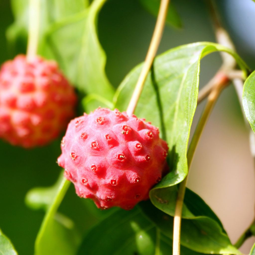 Japanischer Blumen-Hartriegel - Cornus kousa