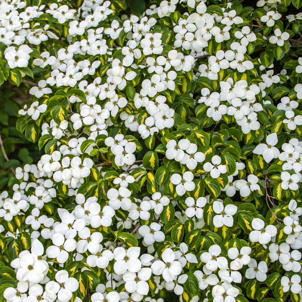 Japanischer Blumen-Hartriegel Gold Star - Cornus kousa