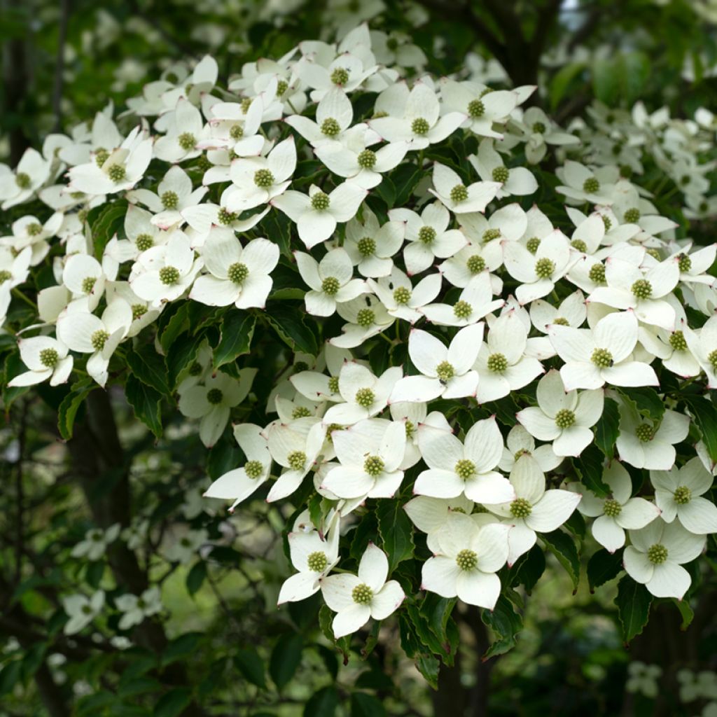 Japanischer Blumen-Hartriegel Schmetterling - Cornus kousa
