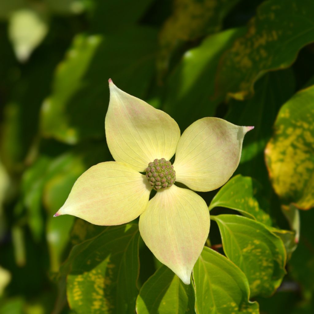 Japanischer Blumen-Hartriegel Teutonia - Cornus kousa